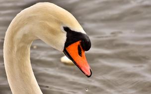 Swan Close Up Bird Water