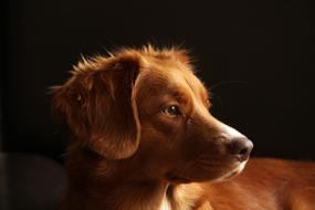 Dog Pet Toller