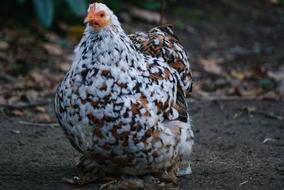 Pen Backyard Hen macro nature