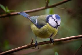 Animal World Bird Nature