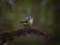 little colored bird on a branch