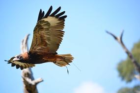 Bird Wildlife Nature