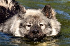 Eurasians Swim Dog