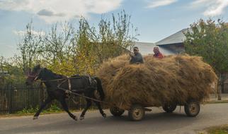 Horse Grass Animal
