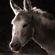 Donkey Animal Home Black And