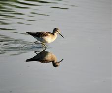 bird shallow water