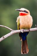 White-Fronted Bee-Eater Eye
