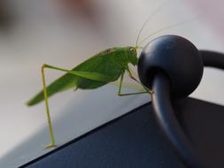 Grasshopper Insect Green