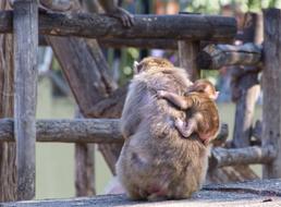 Monkey Primate Young Animal