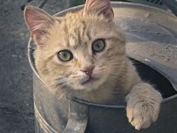 Cat Tomcat Kitten