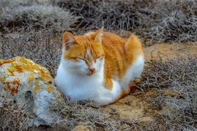 Stray red Cat Animal