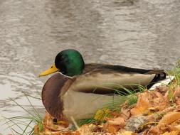 Mallard Drake Duck by lake