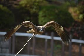 Animal Natural Park Bird