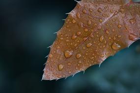 Macro Leaf Wallpaper