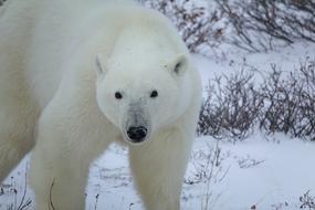 Polar Bear Arctic