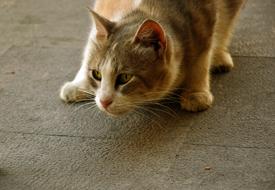 Animal Cat Pet
