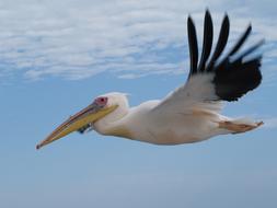 Bird Animal World Nature