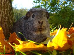 Guinea-Pig Autumn Guinea Pigs