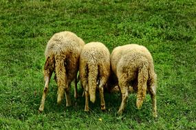 fluffy sheep tails