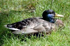 Duck Drake Bird sitting in grass