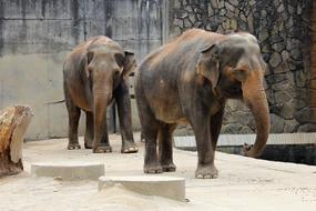 Elephant Indian Animal