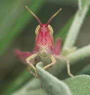 red insect on a leaf