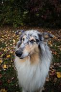 Dog Animal Autumn