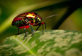 Insect Nature Wildlife