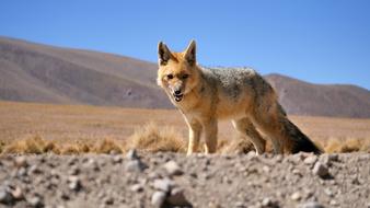 Fox Animal Desert