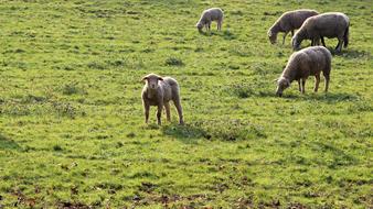 sheep grazing in a green field