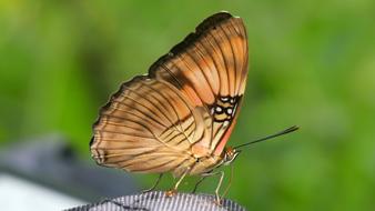 Butterfly Insect Orange