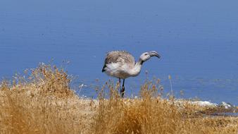 Flamingo Pink Bird on bank