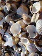 Mussels Beach Sand