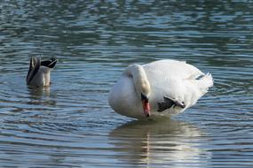 swans in a beautiful lake