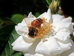 Bee Insect Pollen