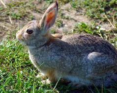 Mountain Cottontail At Devils