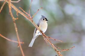 Winter Tufted Titmouse Bird