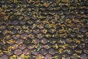 Roof Leaves Yellow