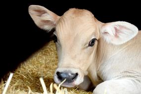 Calf Milk Cow