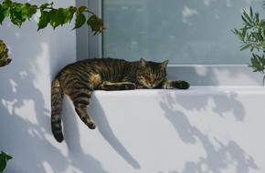 resting cat on the window