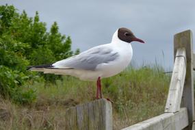 Bird Animal World Nature