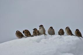 Animal Bird Wild Birds Little