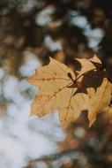 Leaf Beetle Tree