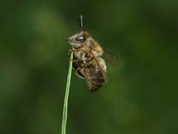 Insect Nature Animal