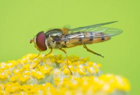 Insect Fly Nature