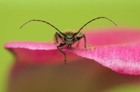 Insect Nature