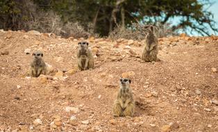 Africa Meerkat Animal
