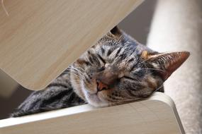 Kijitora Cat Pet