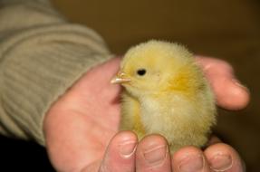 Chick Yellow Animal