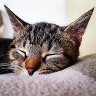 Cat Cute Animal